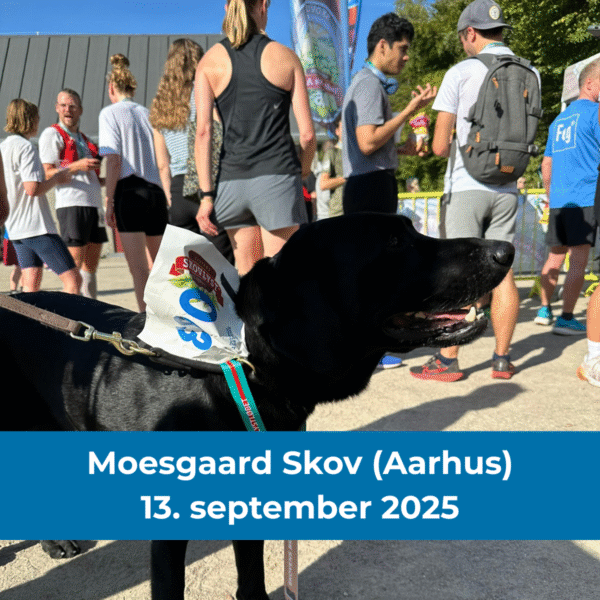 Sort labrador med startnummer til et tidligere Skovlystløb